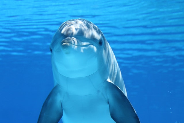 Dolphin in blue sea caption image