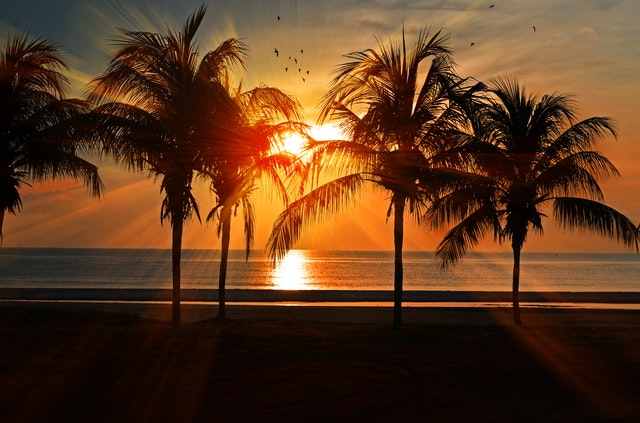 sunset and Palms